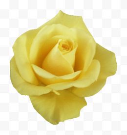 高清漂亮的黄玫瑰 4
