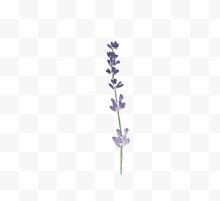 紫色植物