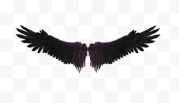 黑色的翅膀
