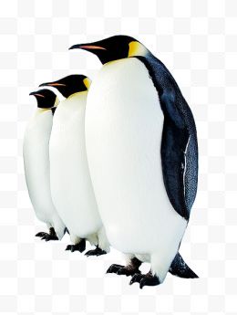 企鹅优质Png