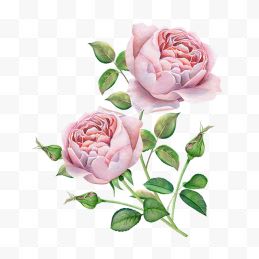 手绘植物 手绘花朵 粉色花朵 唯美手绘