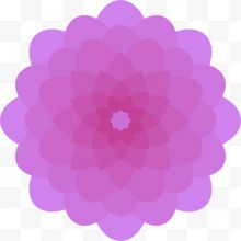一朵紫色的千层花