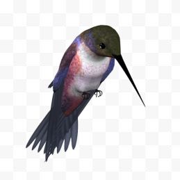 紫蓝翡翠鸟5