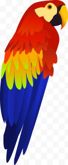色彩鲜艳的鹦鹉 