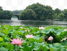 杭州景点曲院风荷