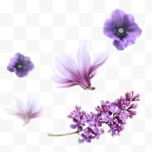 丁香玉兰浪漫紫色花朵...