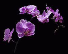 手绘紫色鲜花