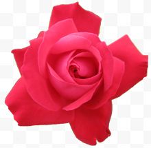 一枝粉红色玫瑰花