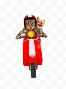骑电动车的猫卡通