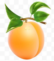 挂在枝头的杏子