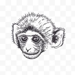 矢量素描猴子