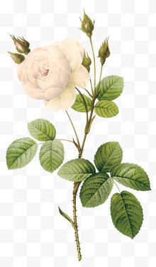 白玫瑰 花朵白玫瑰的照片