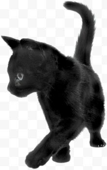 黑猫侧面图