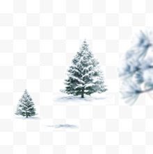 有雪的松树