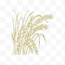 小麦手绘线稿图