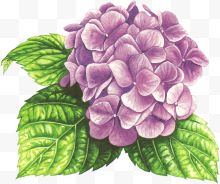 水彩紫色绣球花