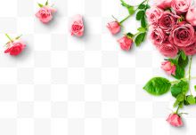 粉色玫瑰花装饰