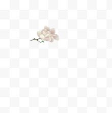 手绘小白花植物