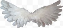 白色翅膀