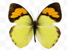 橙粉蝶标本