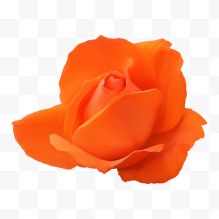 一朵橙色玫瑰花