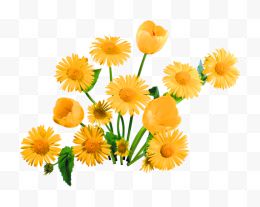 黄色清新花朵装饰图案