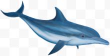 蓝色流畅线条海豚