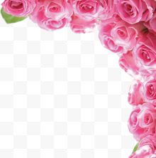 粉色玫瑰花 淘宝 花朵 粉