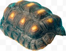漂亮海洋龟壳