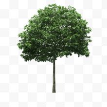 一棵绿树