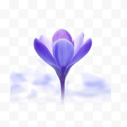 紫色木棉花