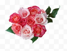 粉色玫瑰花束