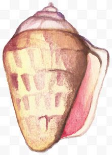 手绘海螺矢量图下载