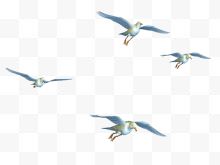 四只飞翔的海鸥