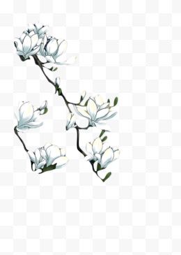 两枝白色手绘玉兰花
