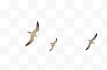 三只飞翔的海鸥