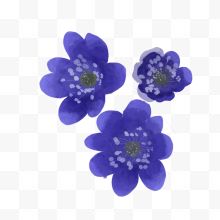 三朵蓝色小花