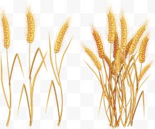 手绘粮食小麦地
