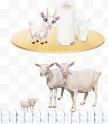 绵羊羊奶