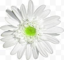 一朵白色菊花