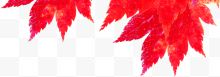 金秋十月红色枫叶
