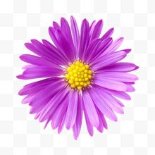 一朵紫色菊花