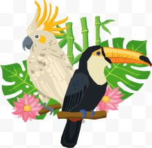热带雨林鹦鹉大嘴鸟