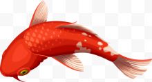 红色鲤鱼