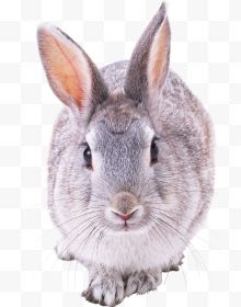 一只呆萌的灰色兔子