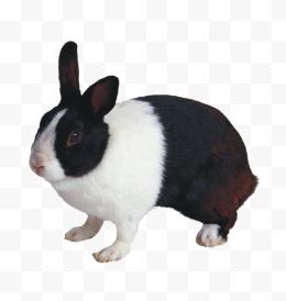 福兔子9
