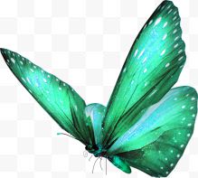美丽的绿色蝴蝶