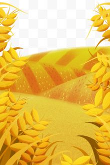 黄色唯美二十四节气芒种麦田丰收