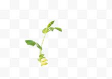 一个刚发芽的豌豆苗高清图片