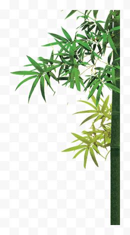 翠绿色竹子